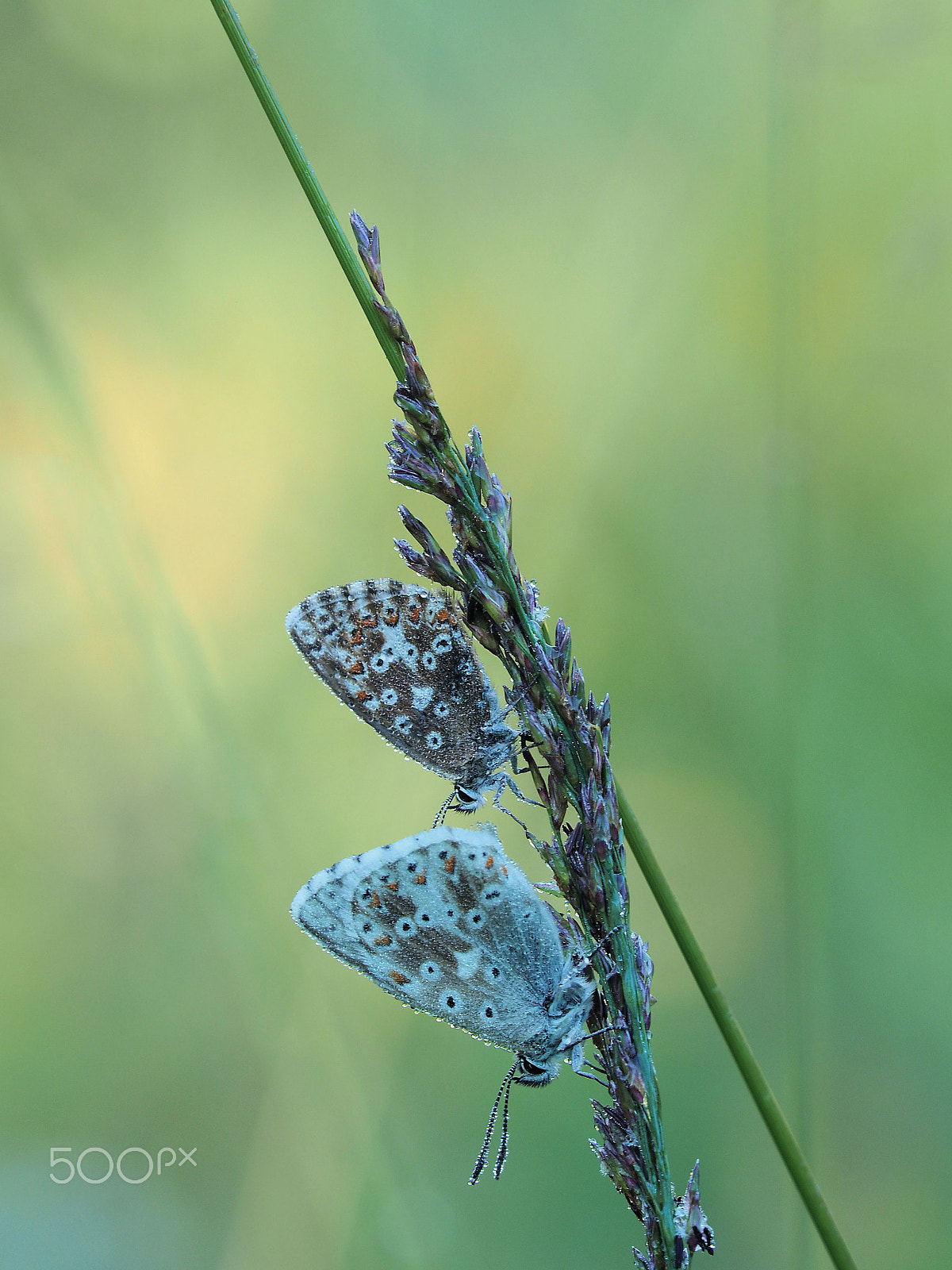 Sigma 150mm F2.8 EX DG Macro HSM sample photo. Im ersten morgenlicht photography