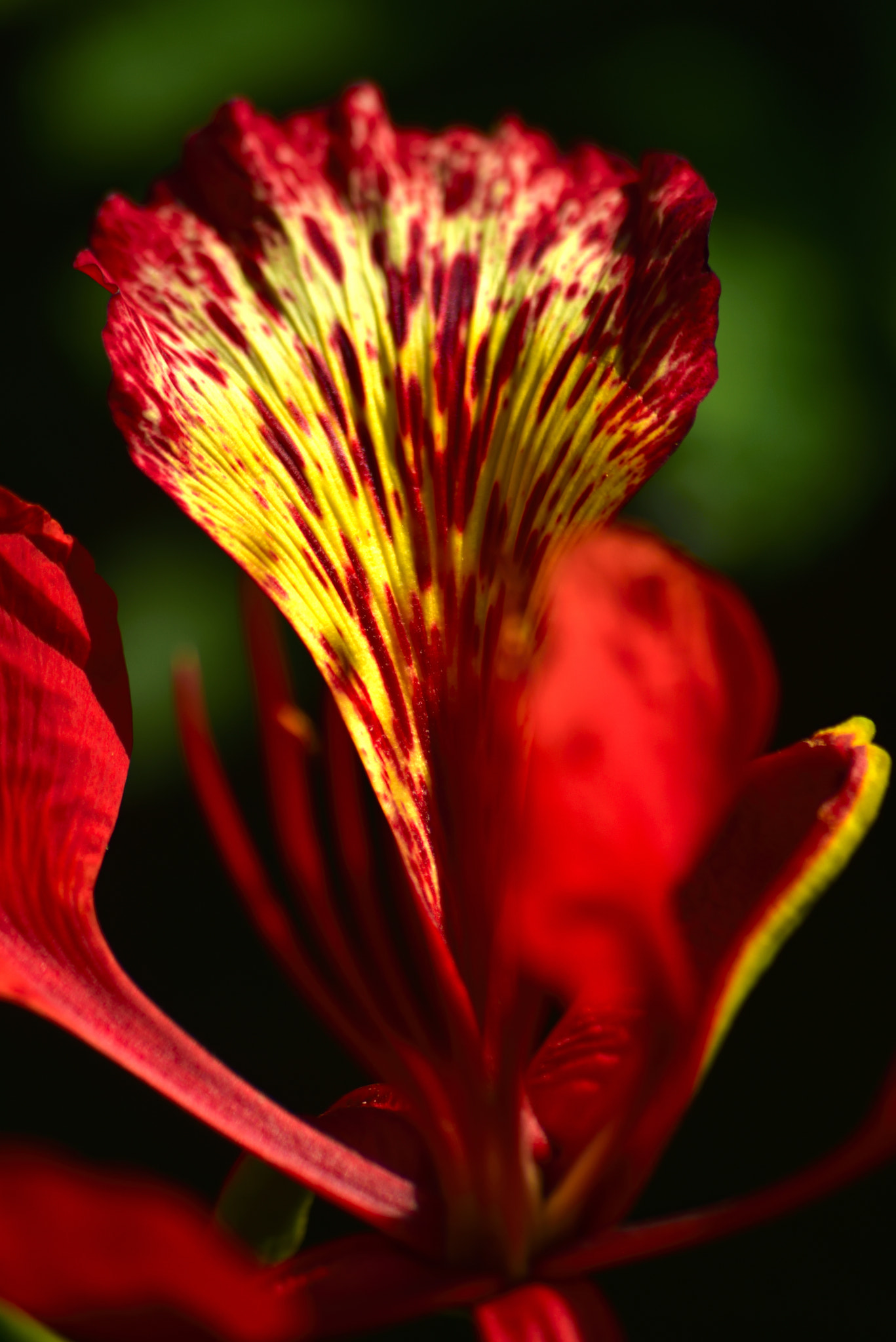 Sigma 70-300mm F4-5.6 APO Macro Super II sample photo. Delonix regia blossom photography