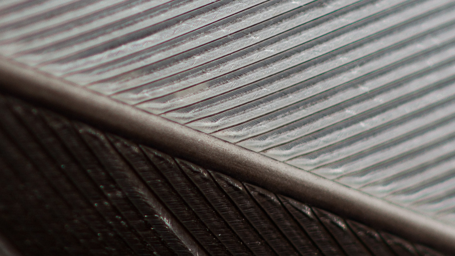 Canon EF 100mm F2.8 Macro USM sample photo. Fine lines in feather detail photography