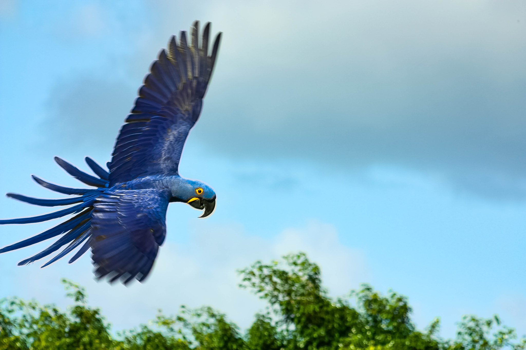 Canon EF 80-200mm F4.5-5.6 II sample photo. Blue parrot flying at loro parque photography