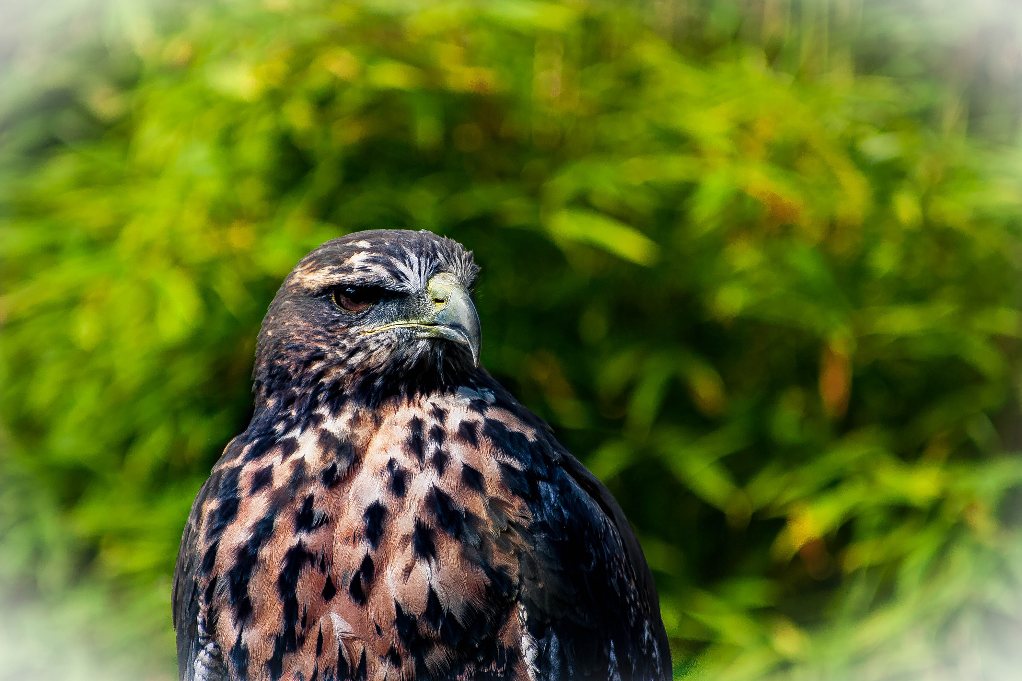 Canon EF 80-200mm F4.5-5.6 II sample photo. Blue buzzard photography