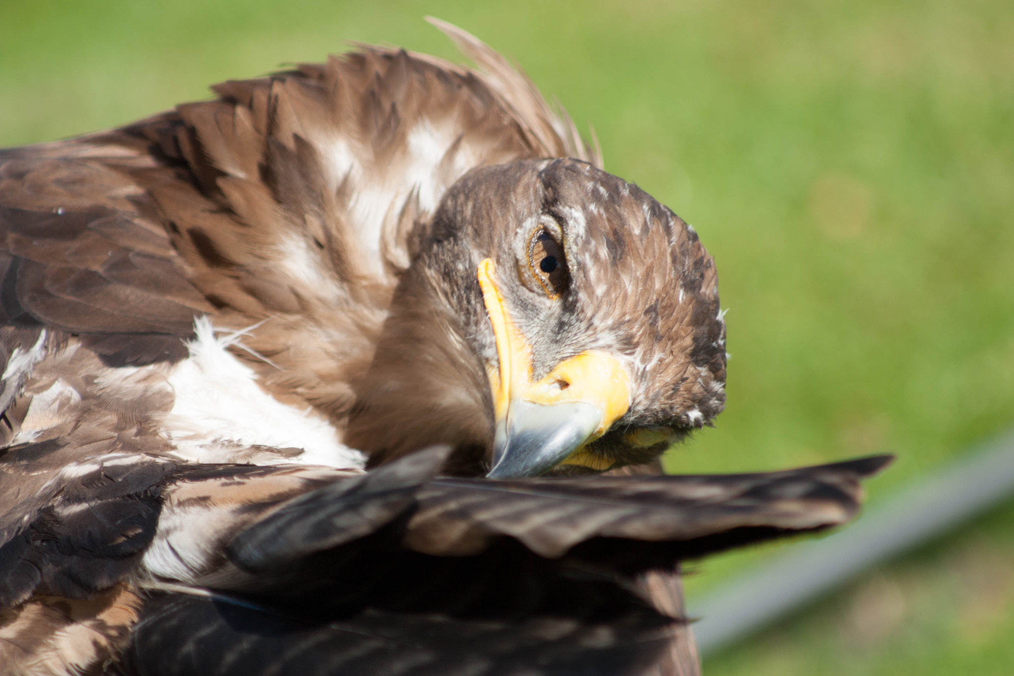 Canon EOS 450D (EOS Rebel XSi / EOS Kiss X2) + Canon EF 80-200mm F4.5-5.6 II sample photo. Eagle cleaning its feathering in the sun photography