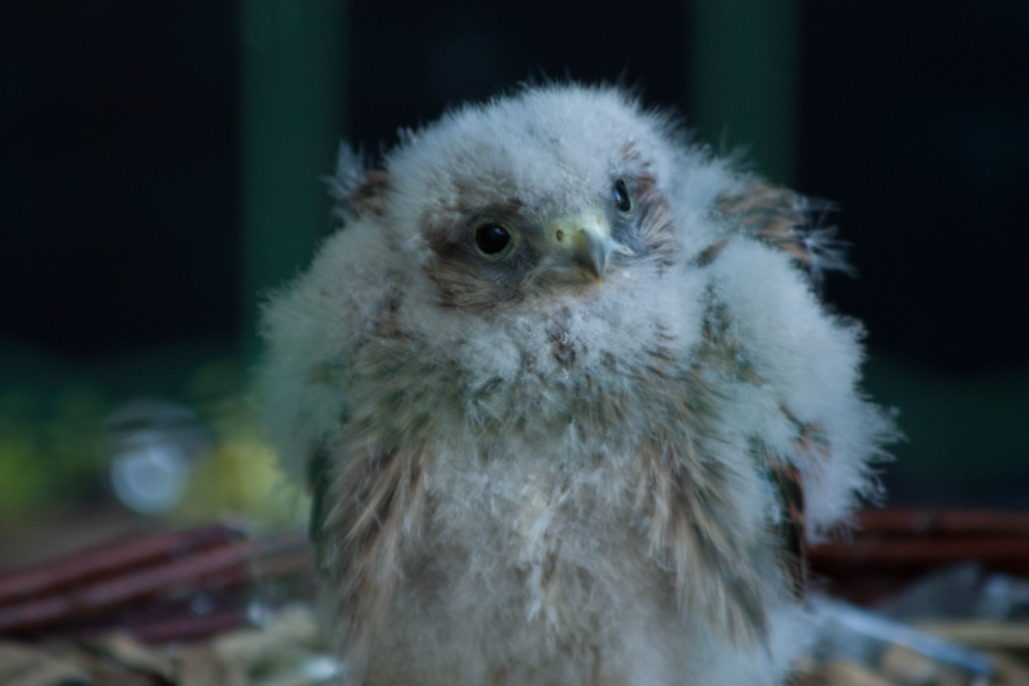 Canon EOS 450D (EOS Rebel XSi / EOS Kiss X2) + Canon EF 80-200mm F4.5-5.6 II sample photo. Nestling / baby owl sitting in nest photography