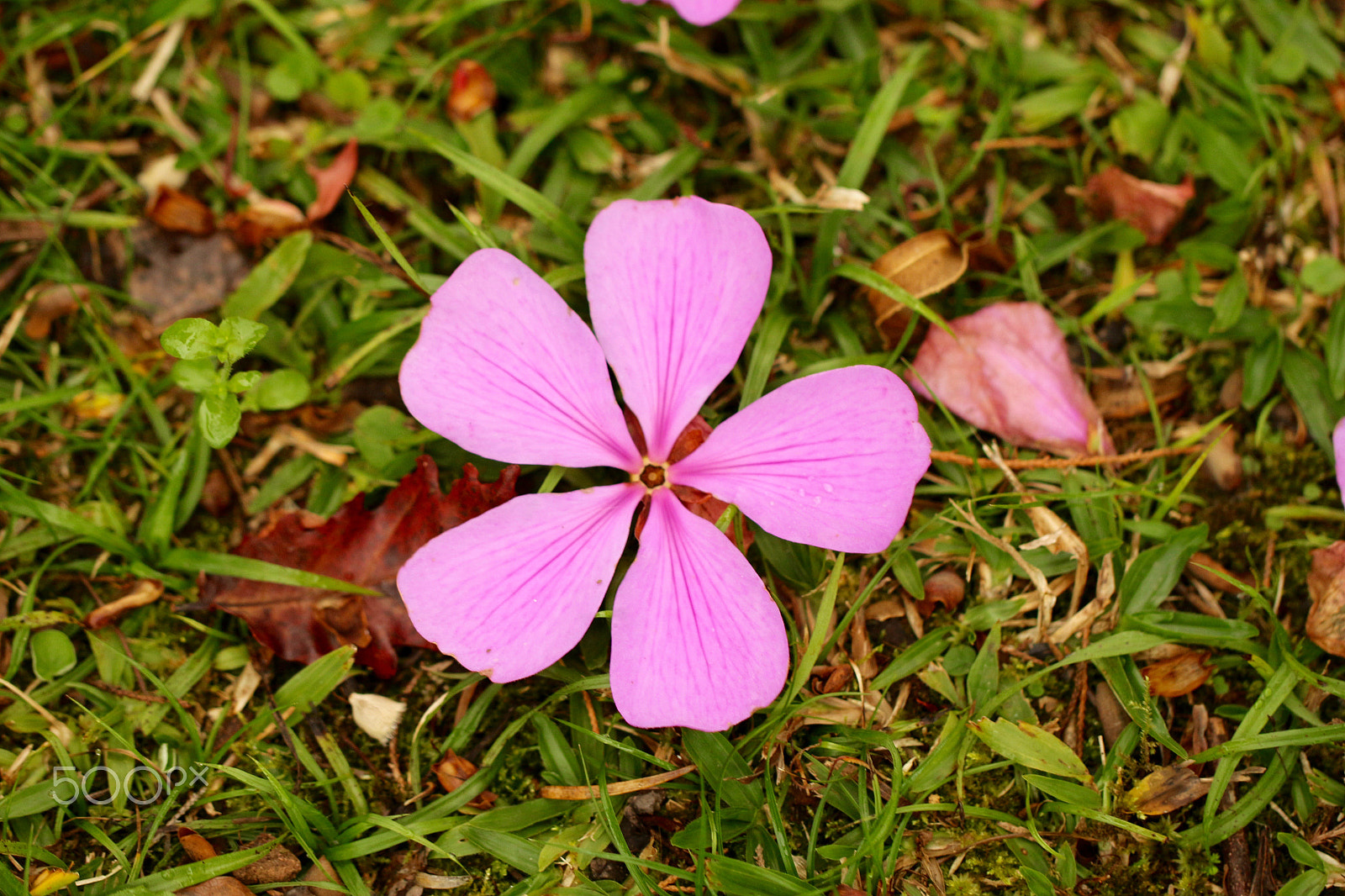 Canon EF 100mm F2.8L Macro IS USM sample photo. The same beauty photography