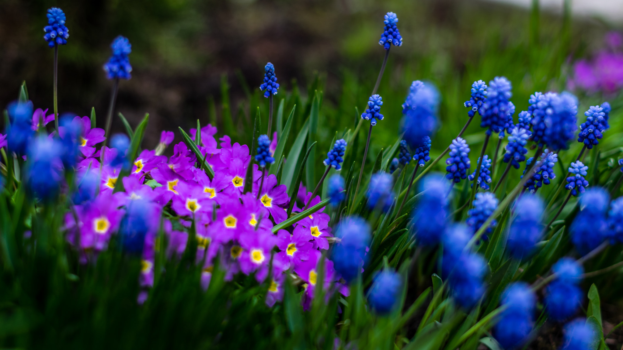 Nikon D5300 + Nikon AF-S Nikkor 50mm F1.4G sample photo. About the blue and pink color. photography