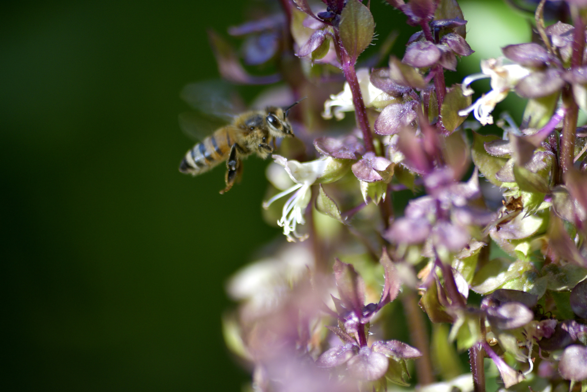 Sigma 70-300mm F4-5.6 APO Macro Super II sample photo. Bee collecting nectar photography