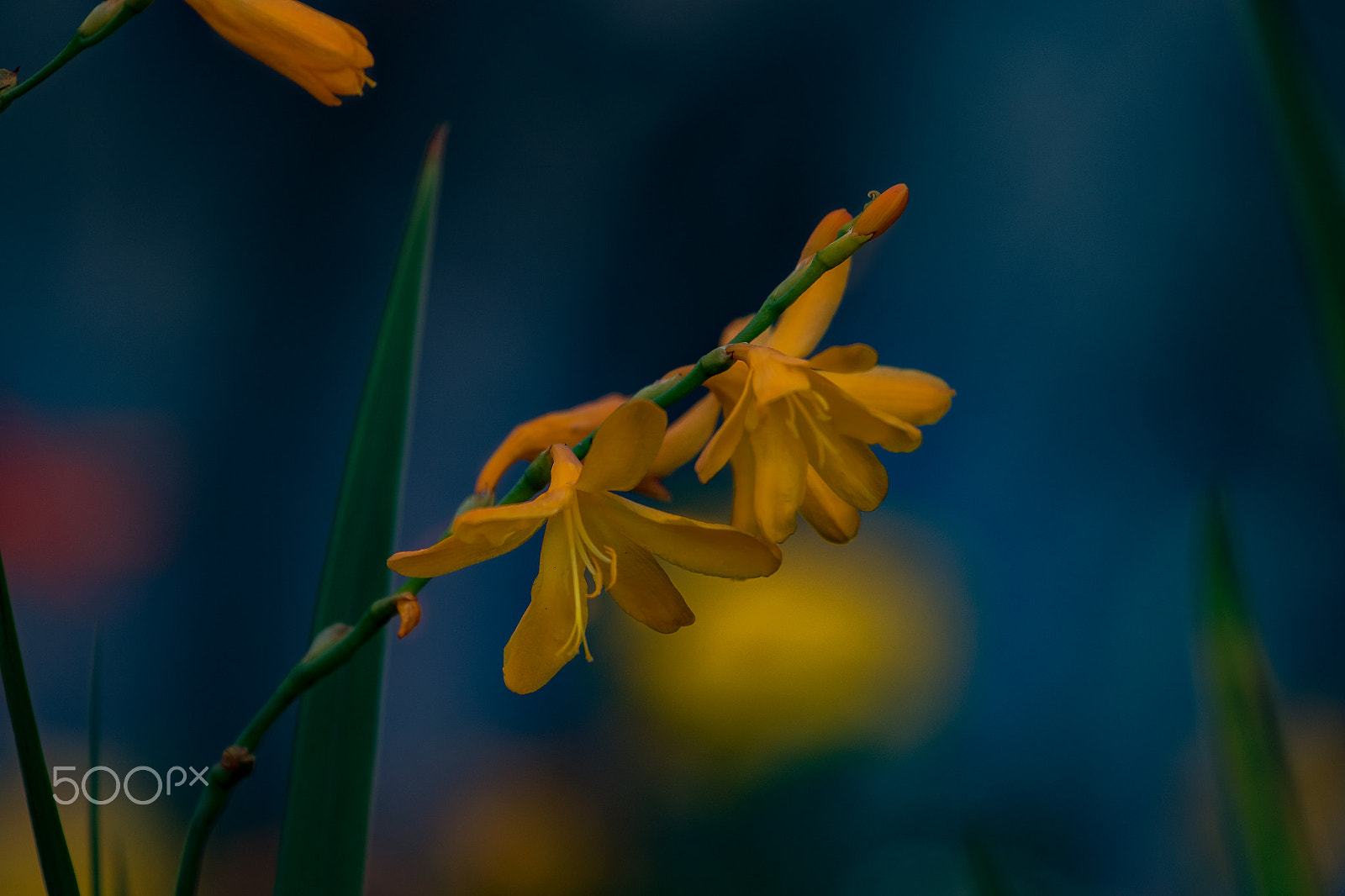 Canon EF 100-400mm F4.5-5.6L IS USM sample photo. Beautiful life photography