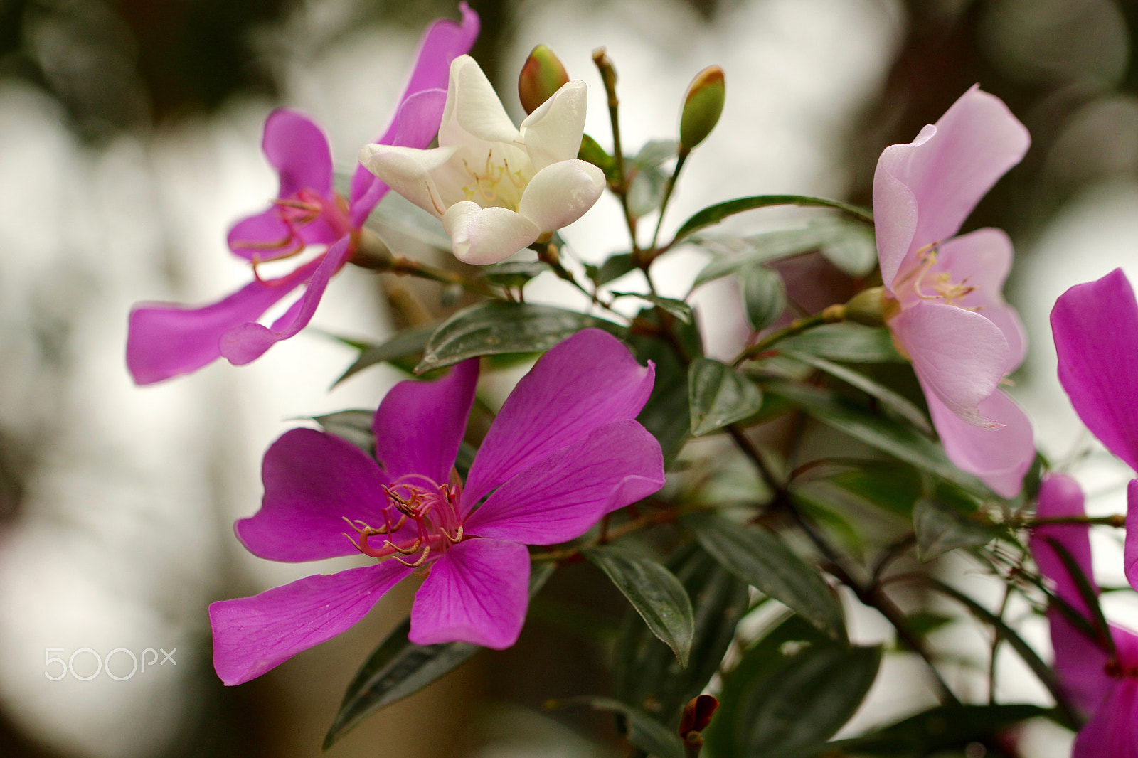 Canon EF 100mm F2.8L Macro IS USM sample photo. The same beauty... photography