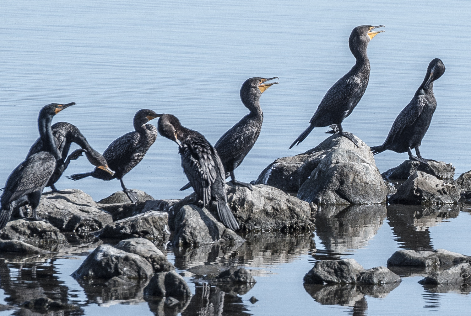 Nikon D600 sample photo. Double-crested cormorant ( phalacrocorax auritus) photography