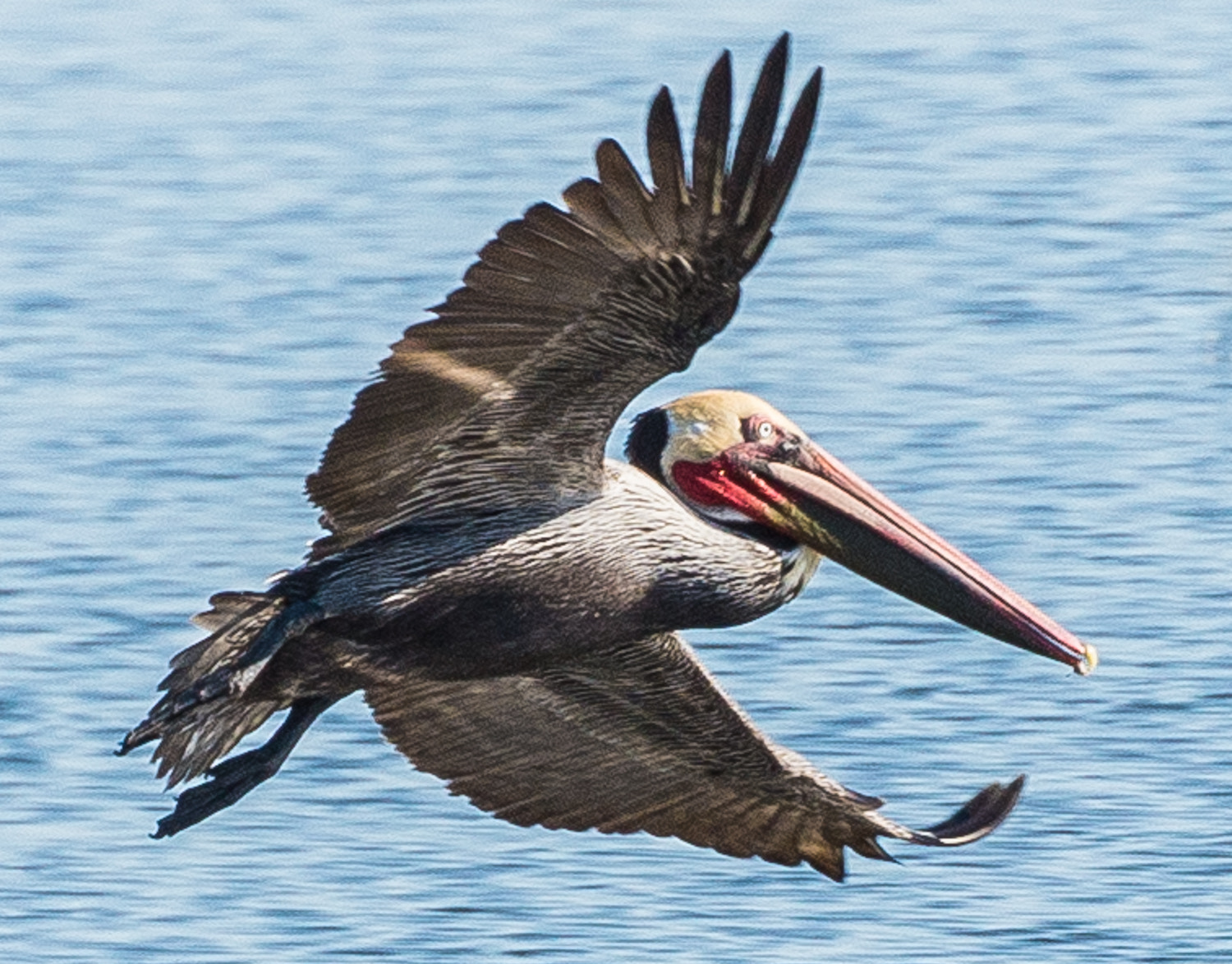 Nikon D600 sample photo. Brown pelican (pelecanus occidentalis) photography
