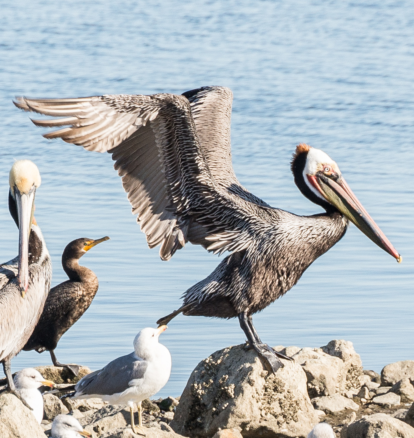 Nikon D600 sample photo. Brown pelican (pelecanus occidentalis) photography