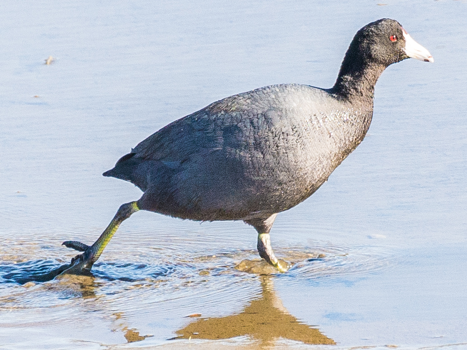 Nikon D600 sample photo. American coot (fulica americana) photography