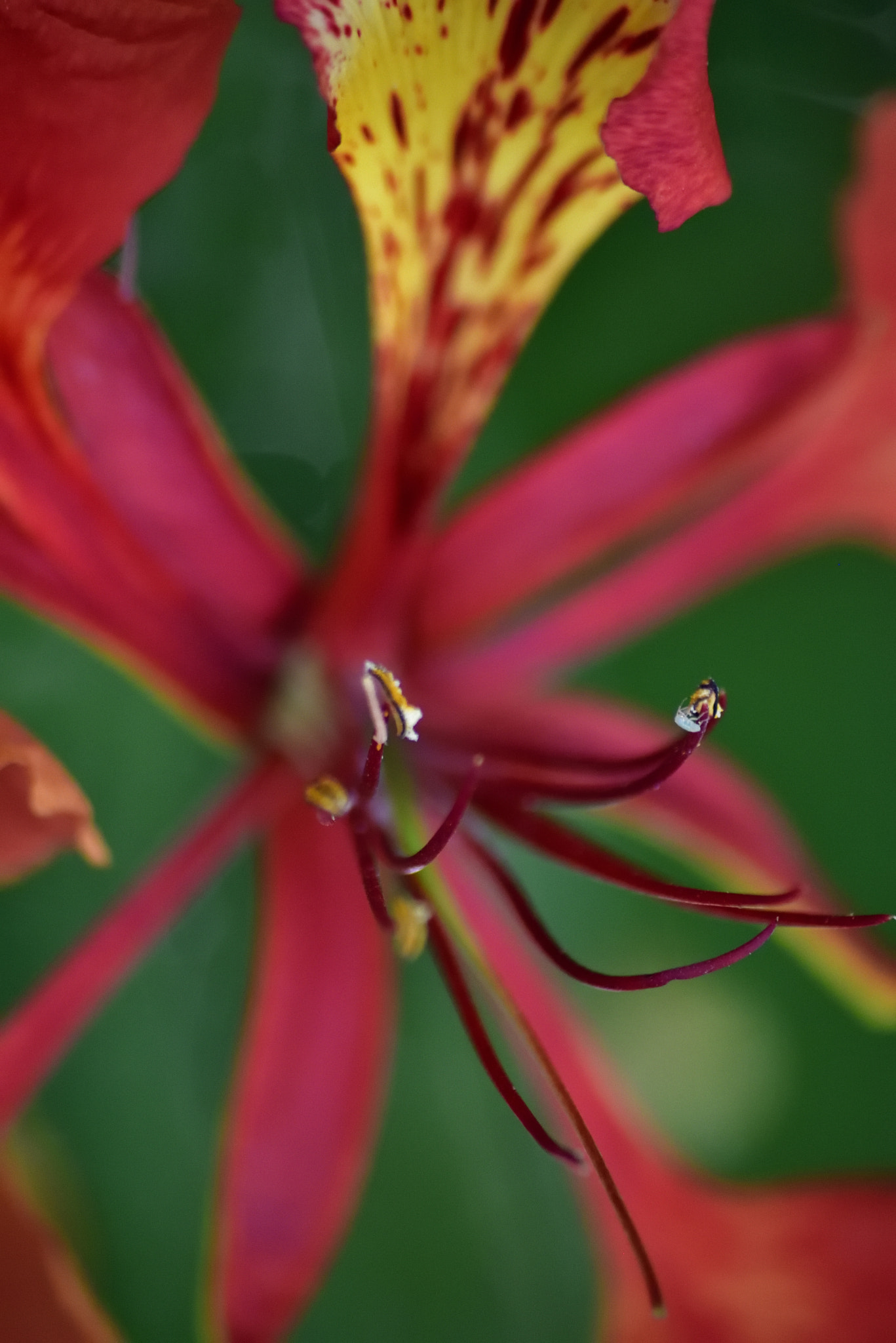 Sigma 70-300mm F4-5.6 APO Macro Super II sample photo. Delonix regia anthers photography