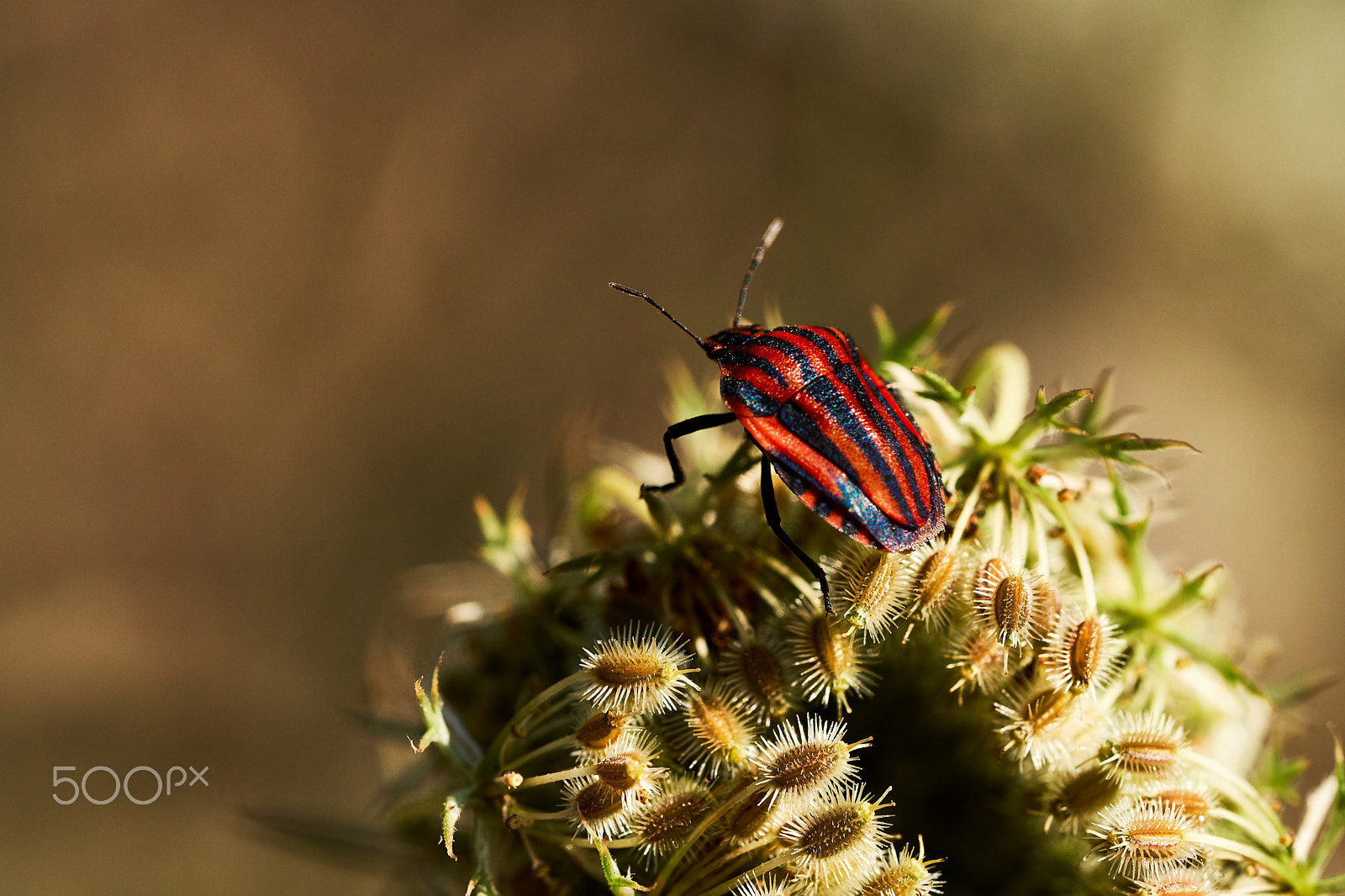 Sony a6300 + Sony FE 90mm F2.8 Macro G OSS sample photo. Striped shield bug (graphosoma lineatum) photography
