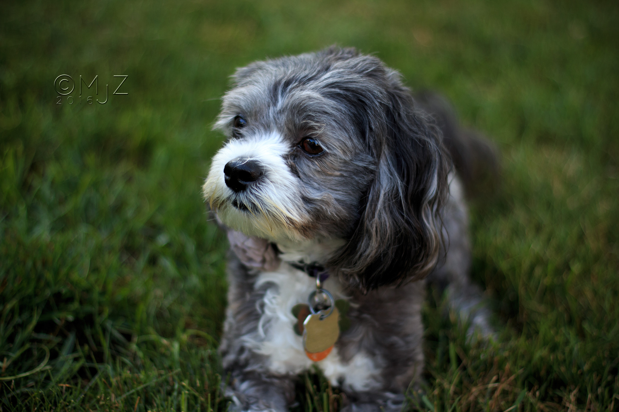 Canon EOS 70D + Canon EF 50mm F1.8 II sample photo. Summer puppy photography