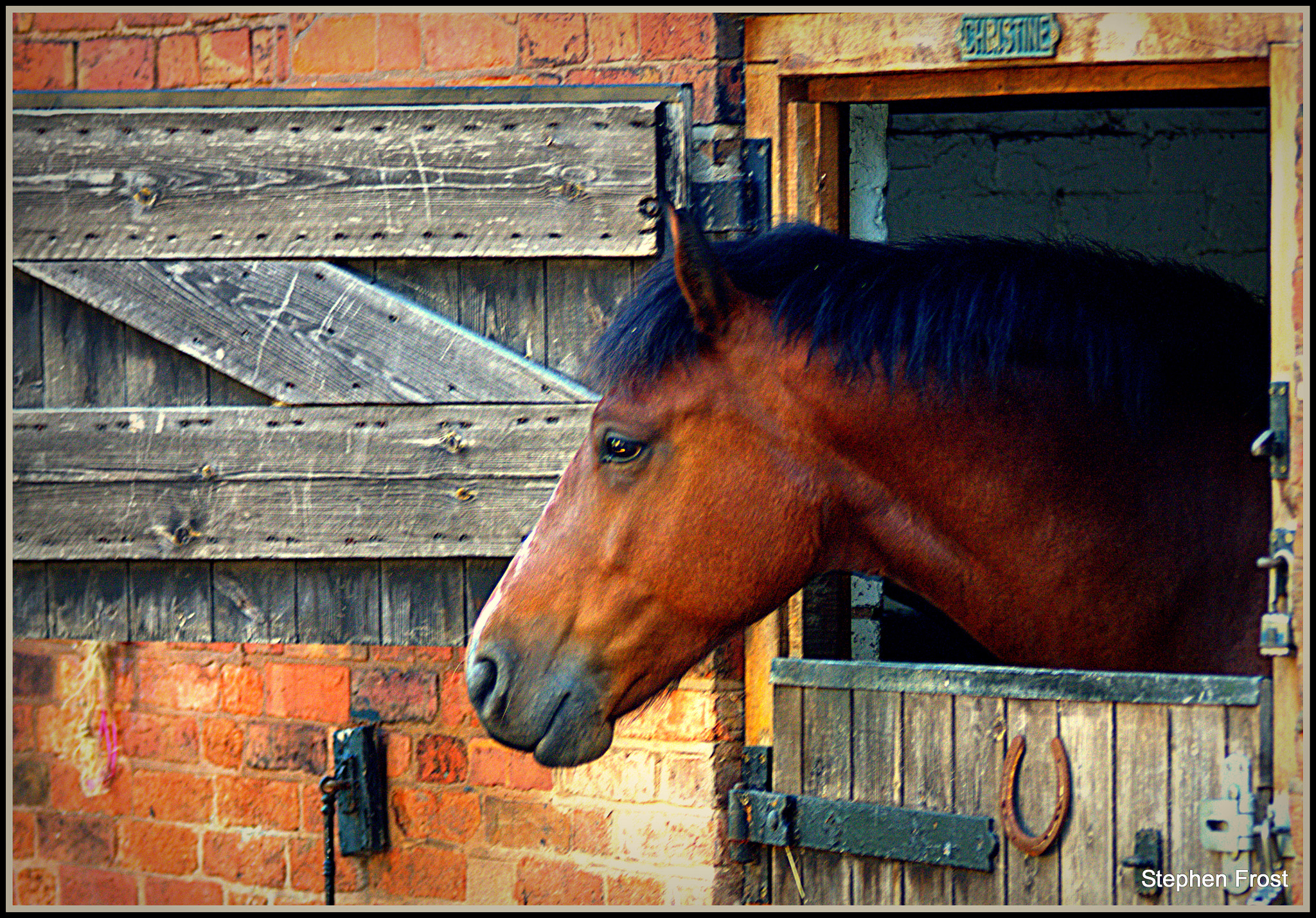 Sigma 70-200mm F2.8 EX DG OS HSM sample photo. Roo looks out of his stable photography