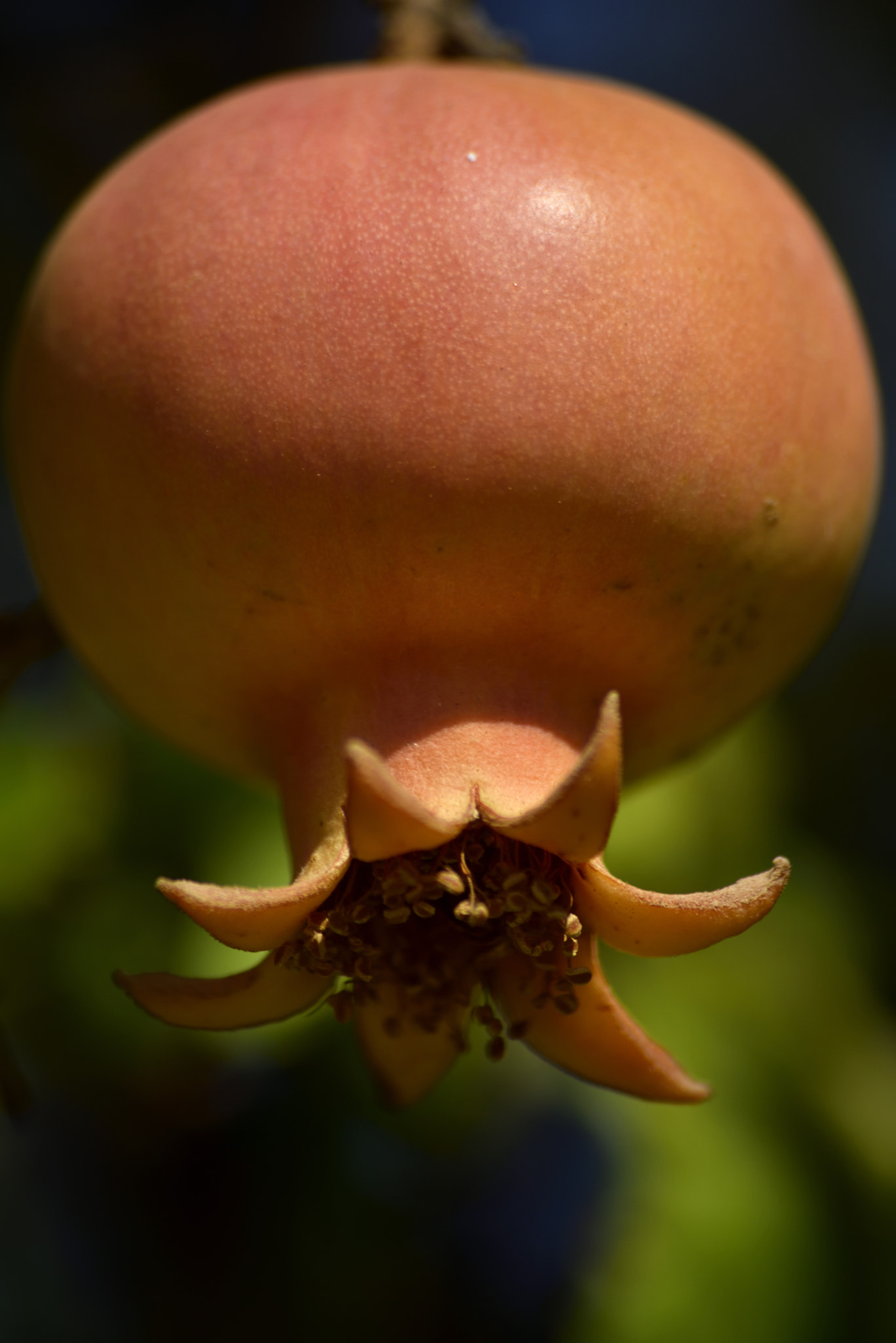 Sigma 70-300mm F4-5.6 APO Macro Super II sample photo. Pomegranate on the tree photography