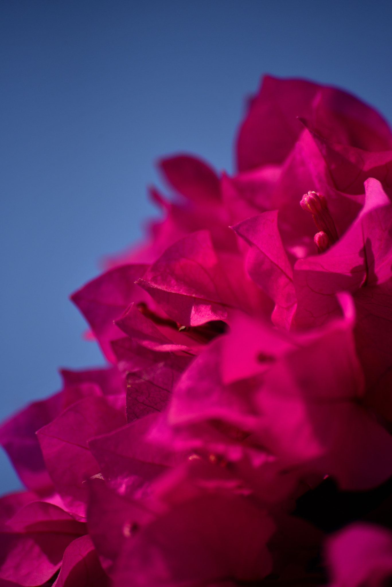 Sigma 70-300mm F4-5.6 APO Macro Super II sample photo. Bougainvillea on clear blue sky photography