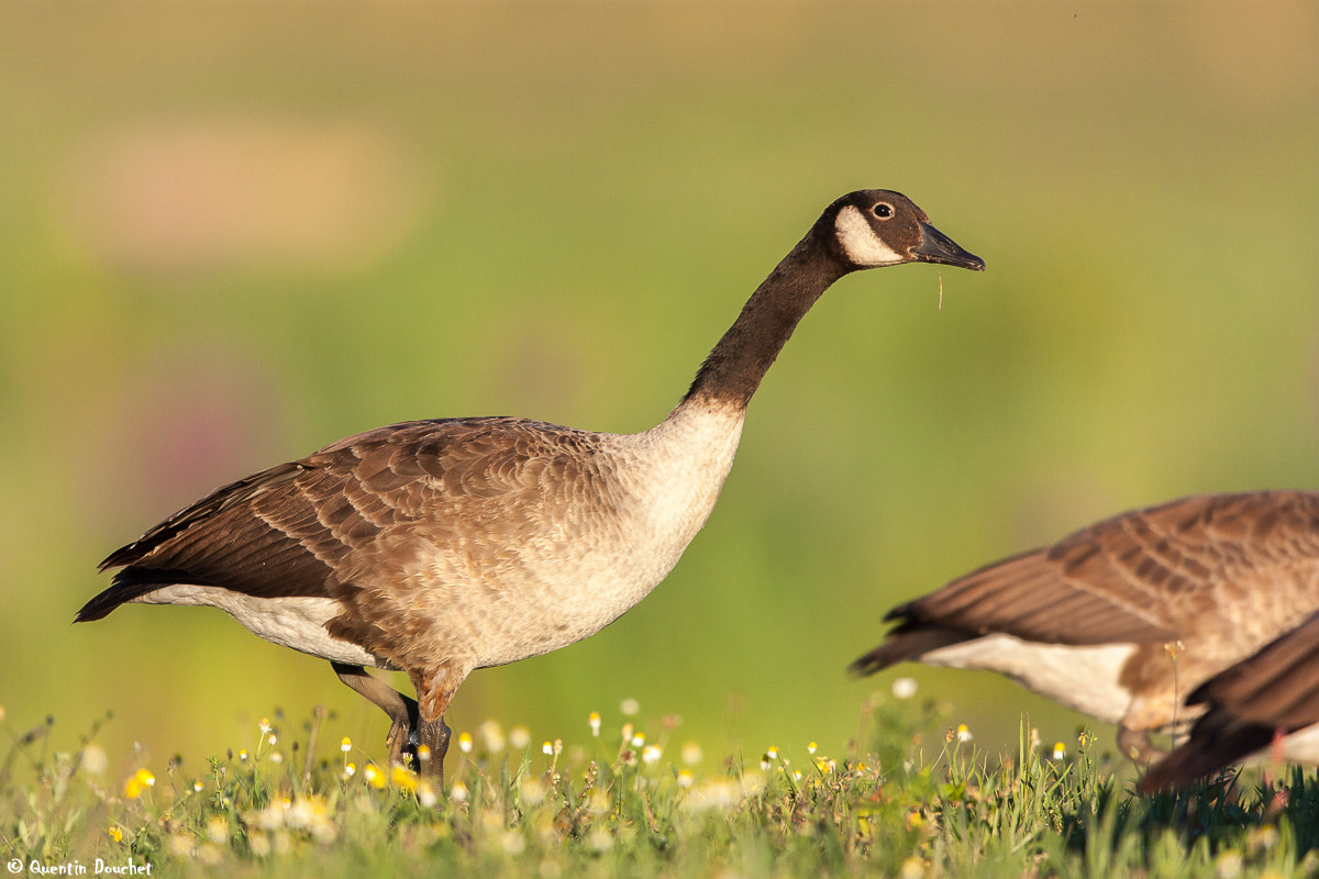 Canon EF 600mm F4L IS II USM sample photo. Bernache du canada photography
