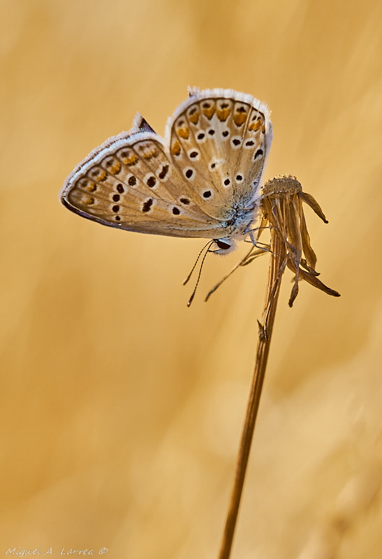 Sony ILCA-77M2 sample photo. Dry summer background photography