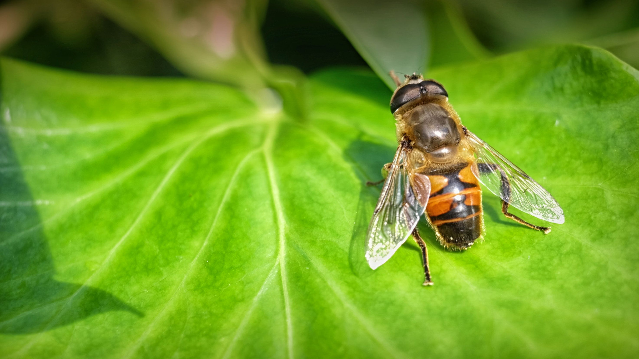 Fujifilm X-M1 + Fujifilm XC 50-230mm F4.5-6.7 OIS sample photo. Fly photography