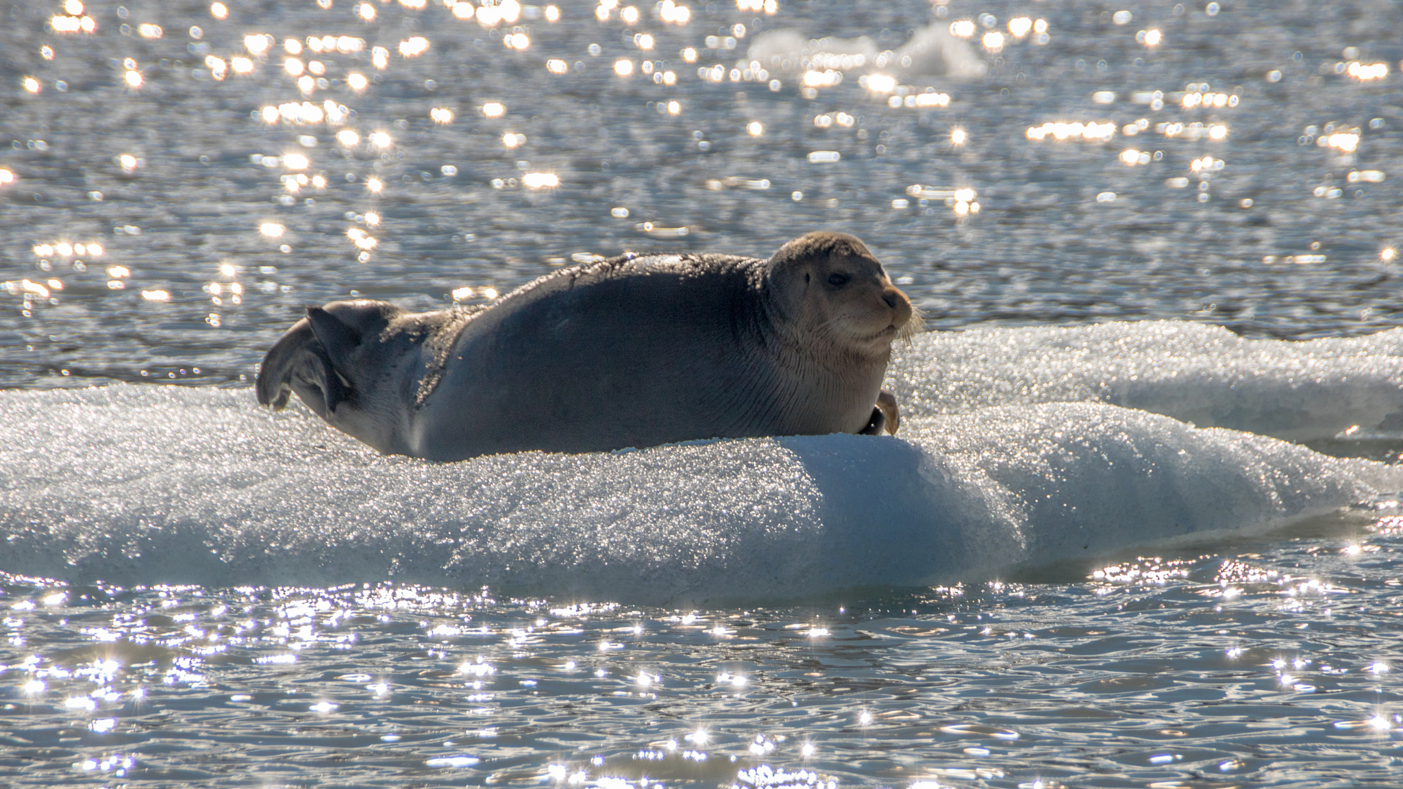 Sigma 18-250mm F3.5-6.3 DC OS HSM sample photo. Baerded seal on ice floe 2 photography