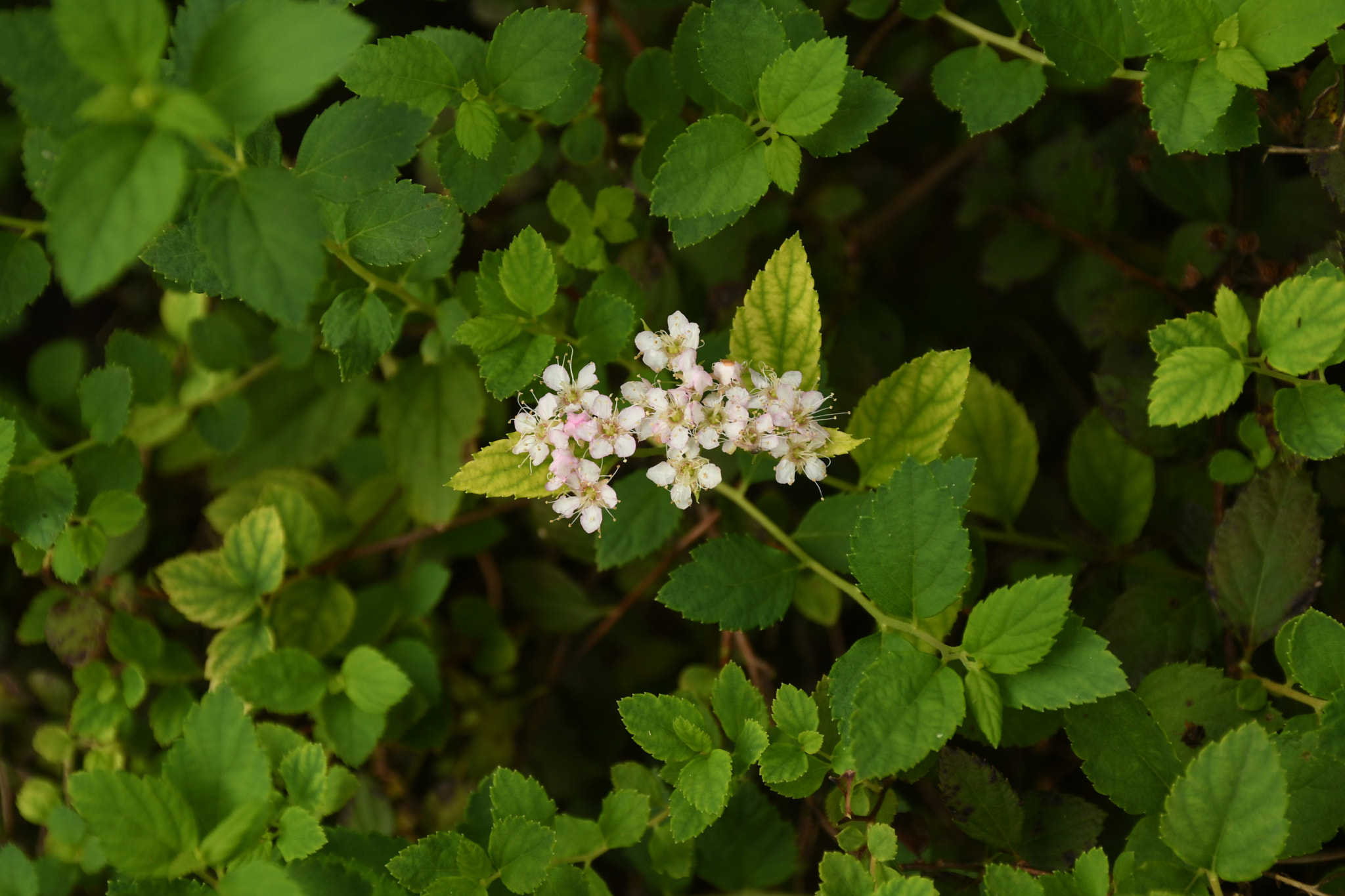 Nikon D500 sample photo