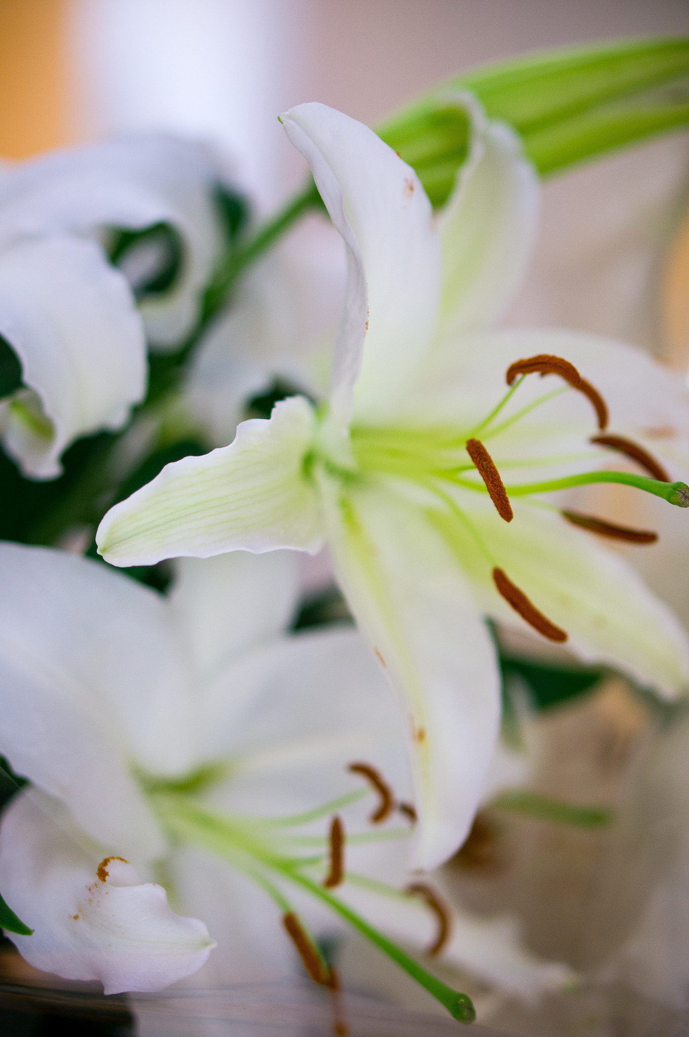 Sony Alpha NEX-5N + E 50mm F1.8 OSS sample photo. Lily photography