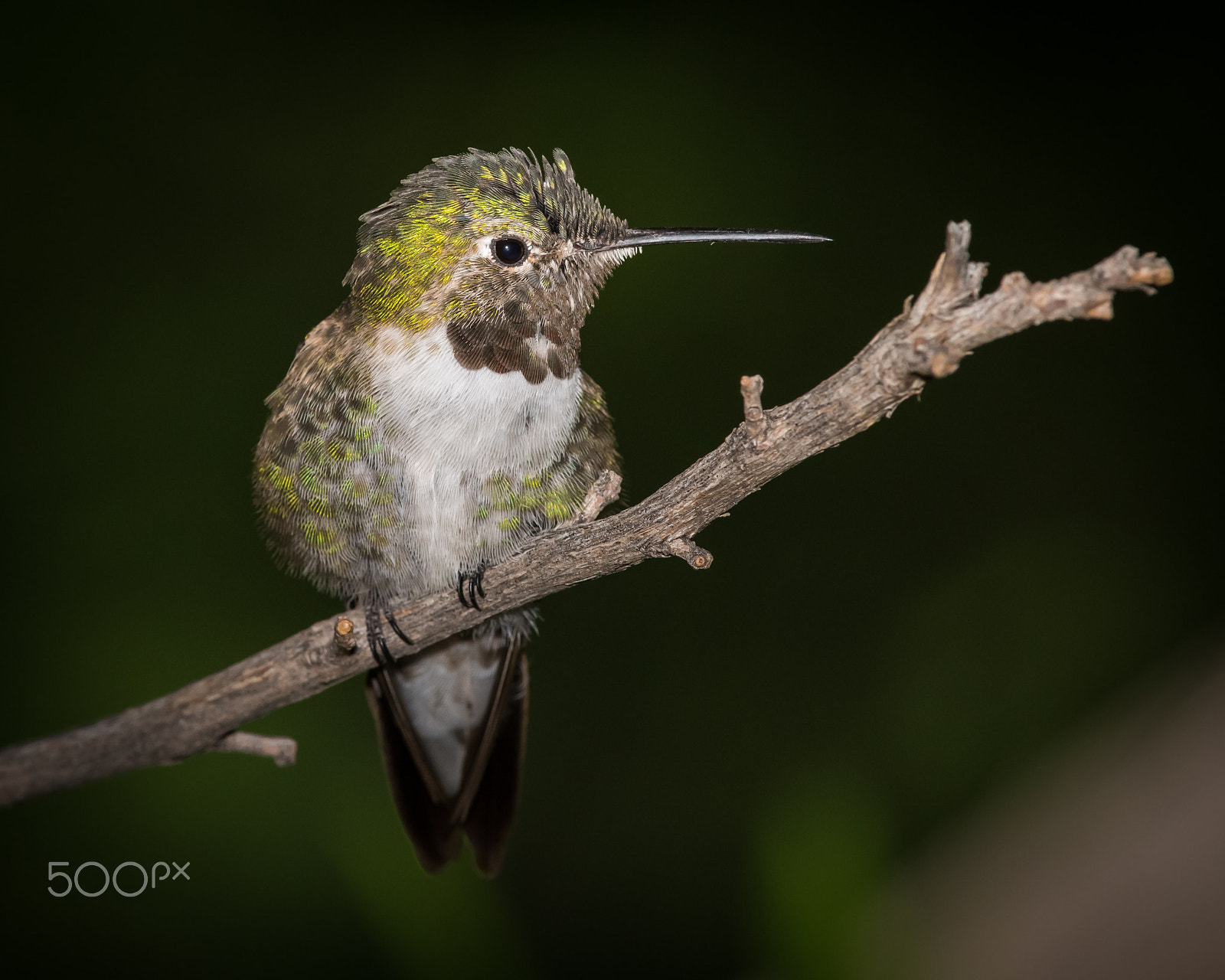 Nikon D810 + Nikon AF-S Nikkor 300mm F4D ED-IF sample photo. Broad-tailed hummingbird photography