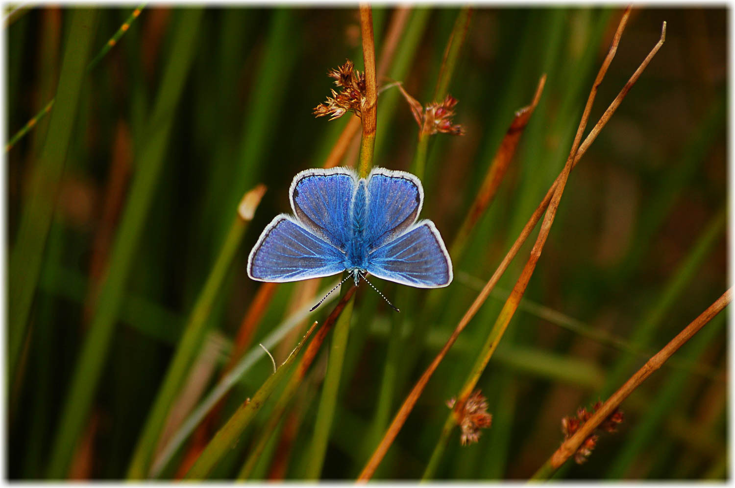 Nikon D50 sample photo. Butterfly blues photography