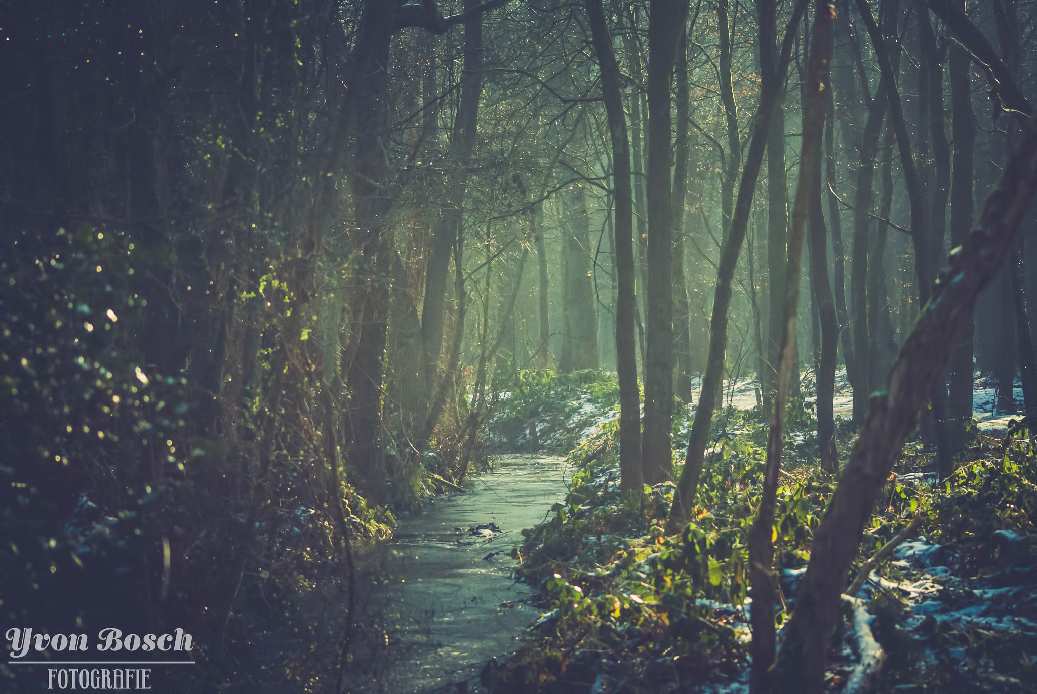 Sony Alpha DSLR-A300 sample photo. Water forest photography