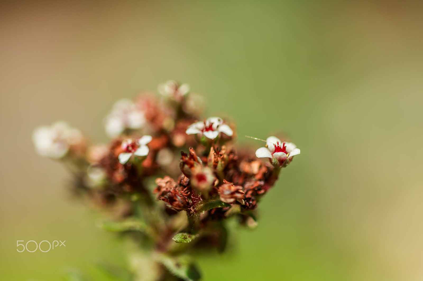 Canon EF 100mm F2.8 Macro USM sample photo. So tiny photography