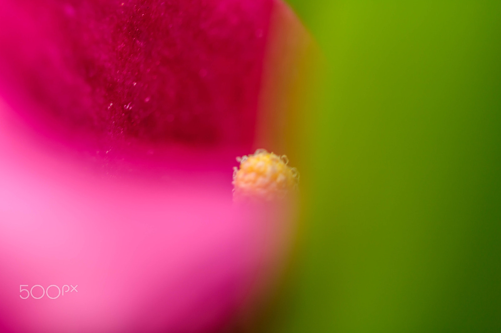 Canon EF 100mm F2.8 Macro USM sample photo. Flag or flower photography