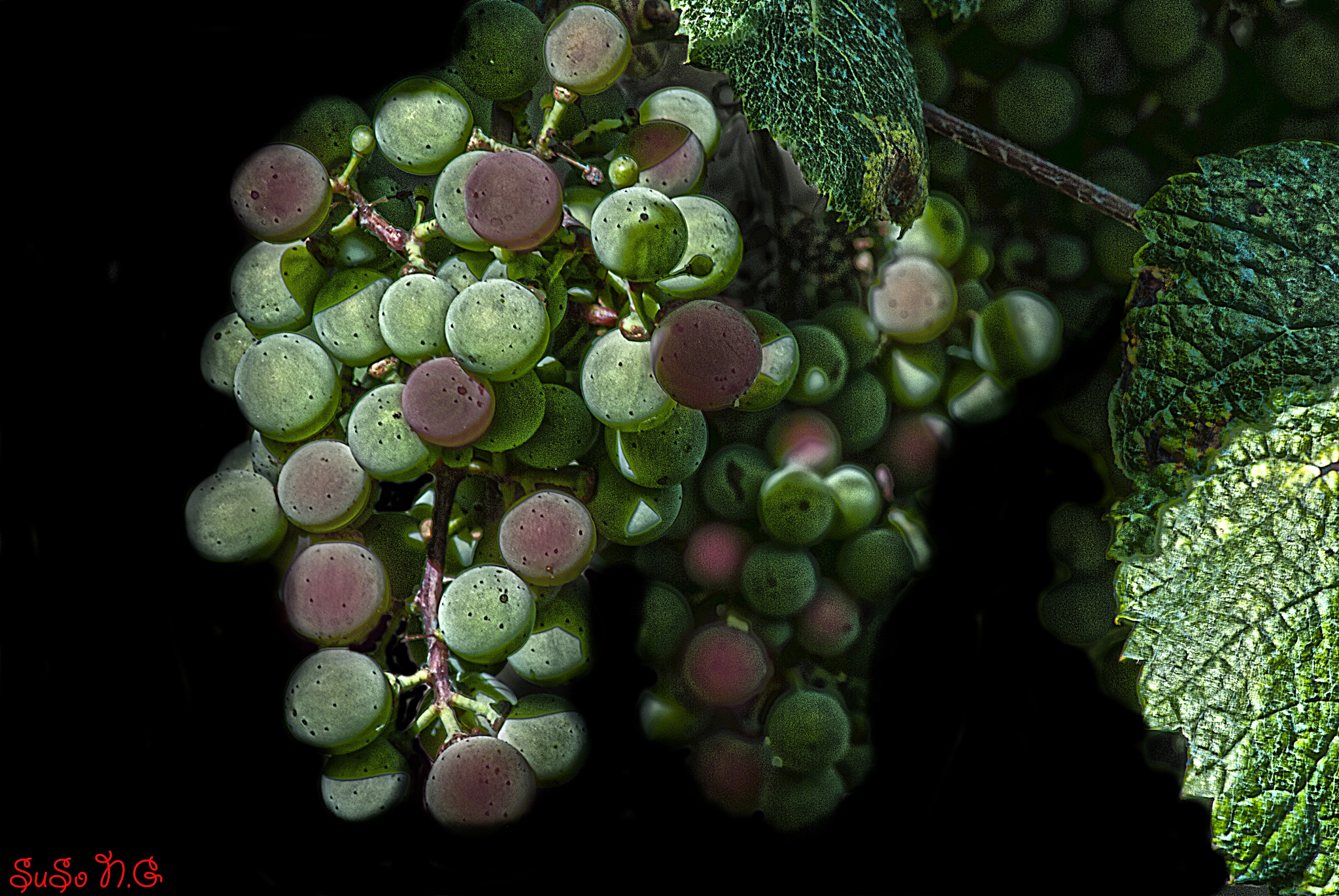 Nikon D3000 sample photo. Uvas..... photography