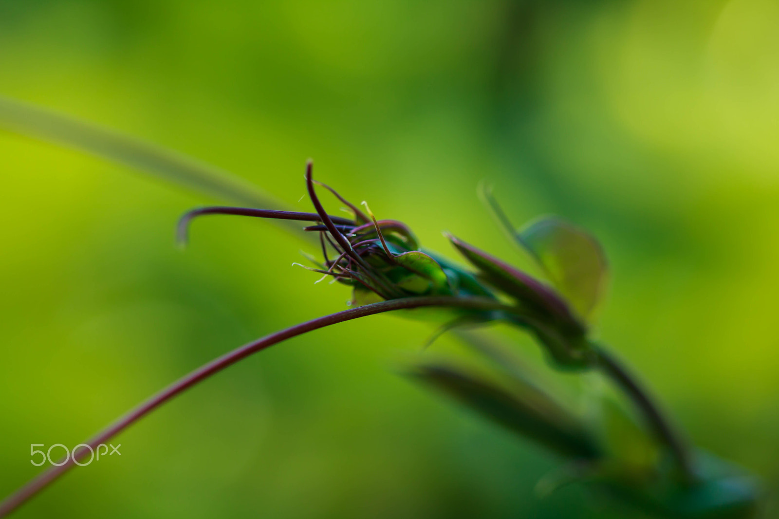 Canon EF 100mm F2.8 Macro USM sample photo. Which way photography
