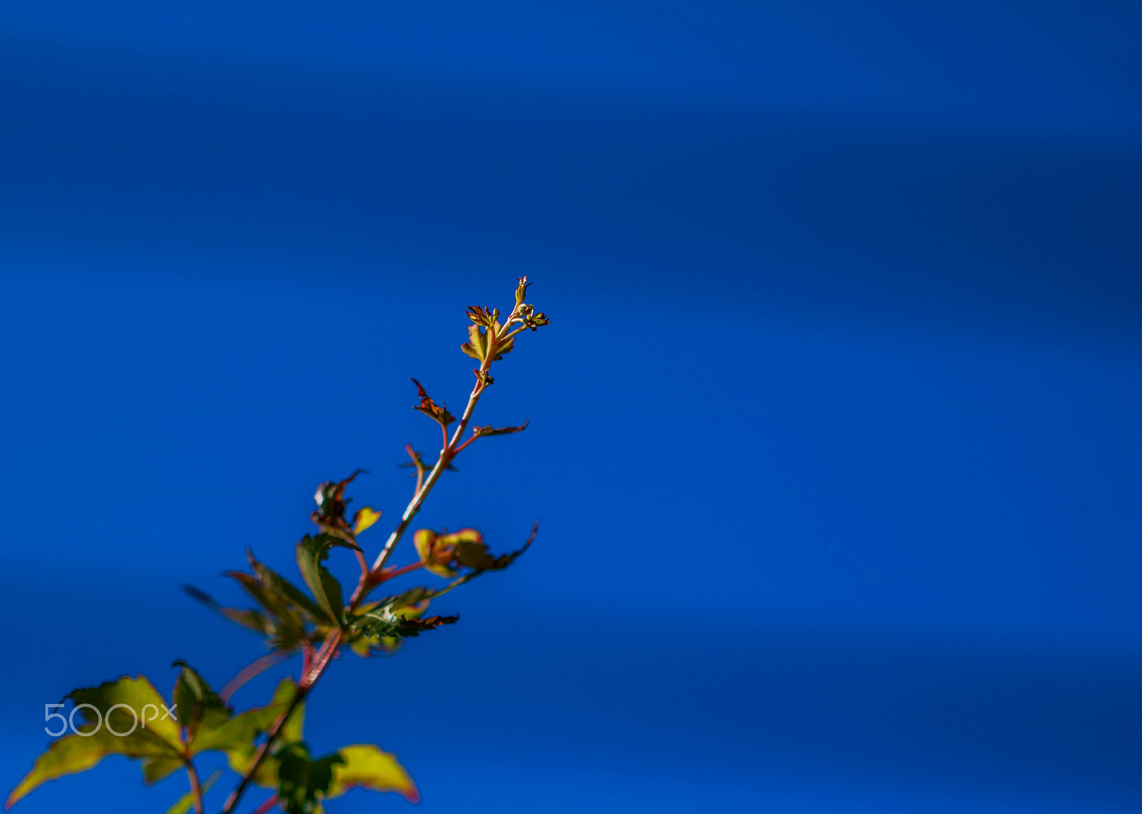 Canon EF 100mm F2.8 Macro USM sample photo. Up to the sky photography