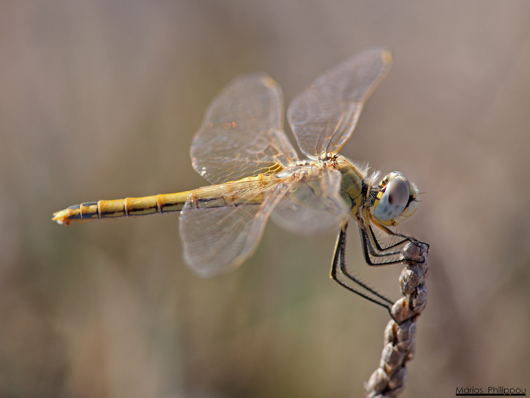 Olympus OM-D E-M5 sample photo. Sympetrum fonscolombii photography