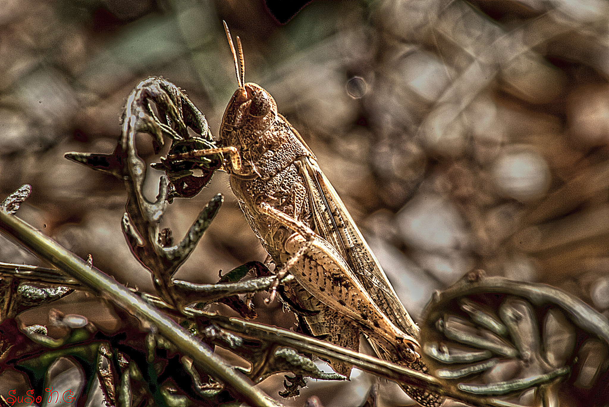 Nikon D3000 sample photo. Saltaaaa.... photography