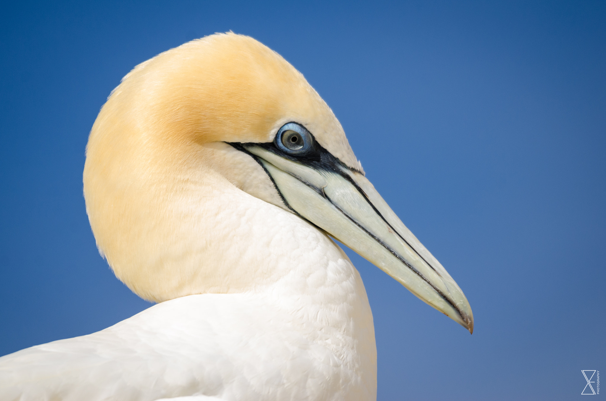 Sigma 120-400mm F4.5-5.6 DG OS HSM sample photo. Gannet closeup photography