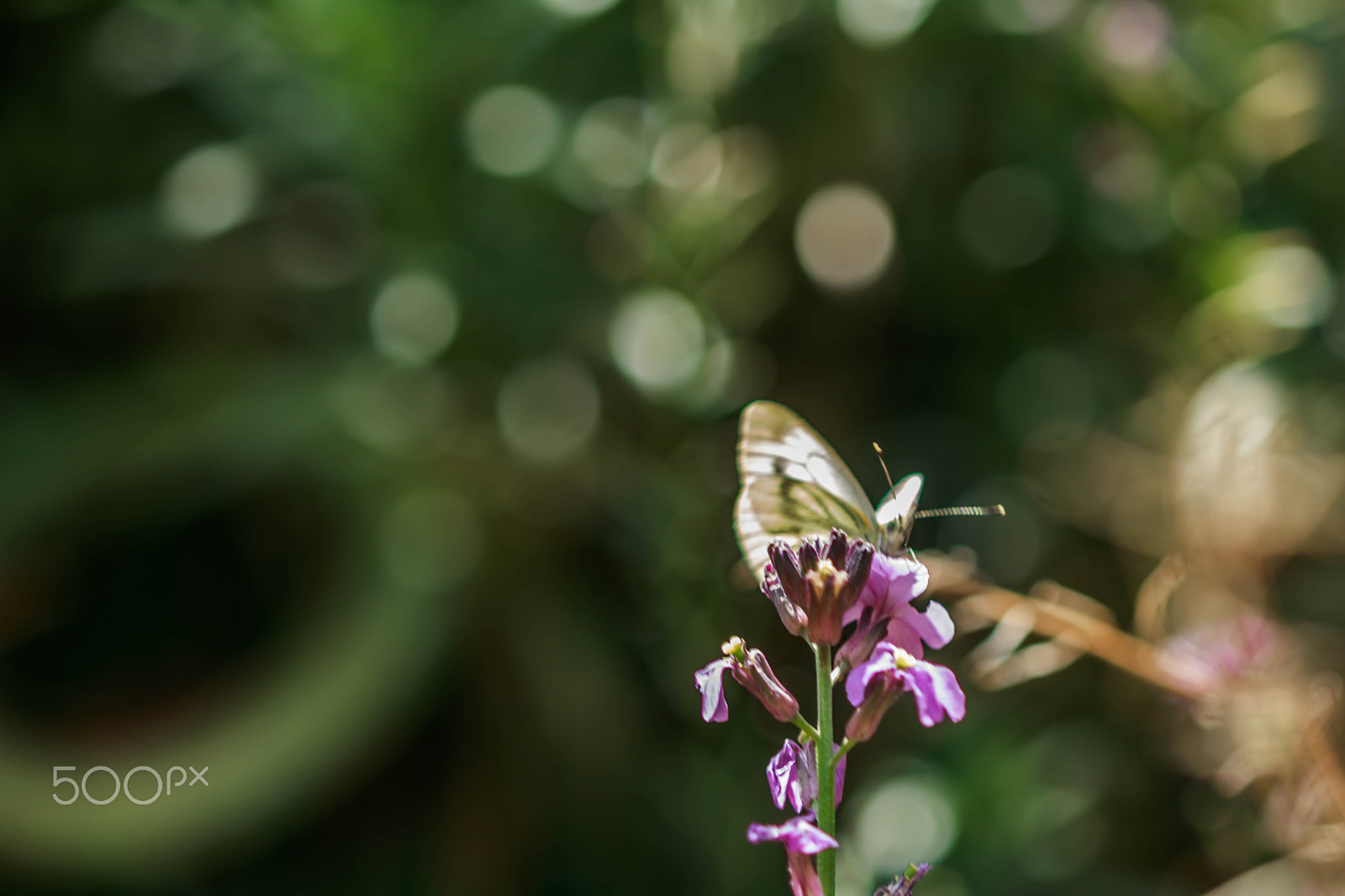 Canon EF 100mm F2.8 Macro USM sample photo. Peeking photography