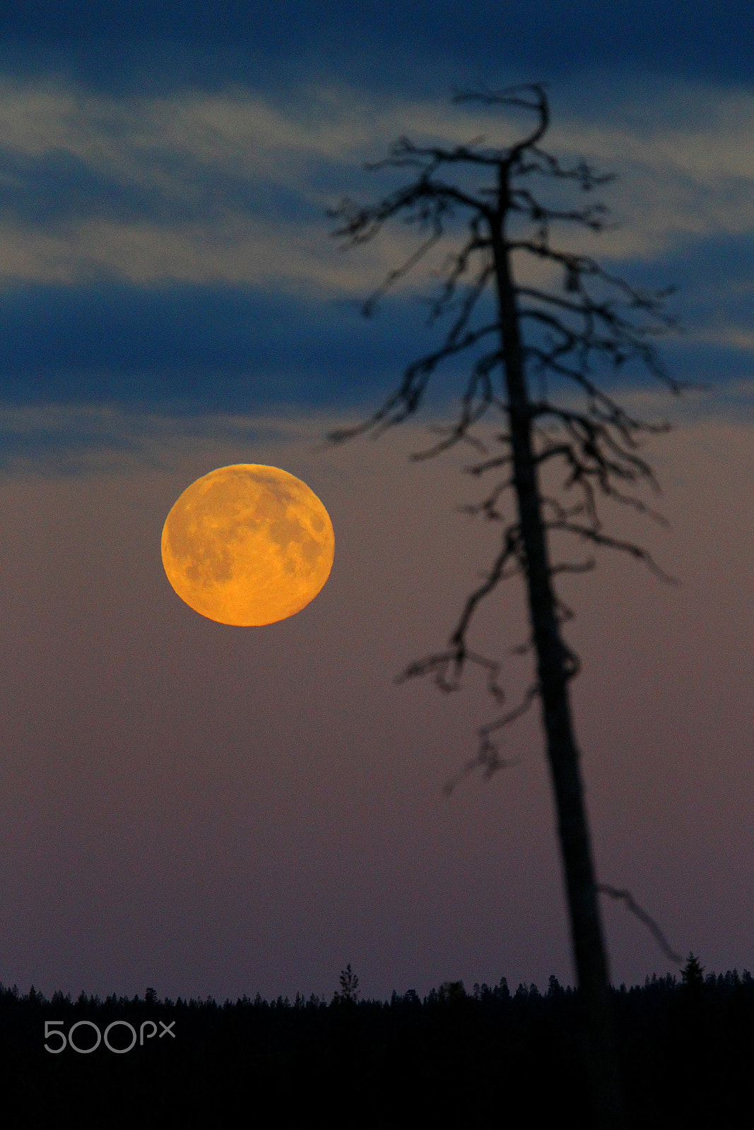 Canon EF 300mm F2.8L IS USM sample photo. Lraf3803-1.jpg photography