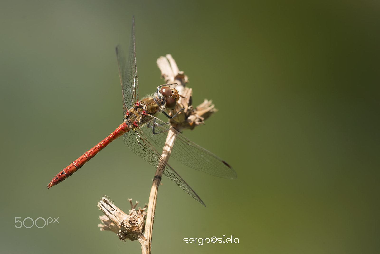 Nikon D610 + Sigma 150mm F2.8 EX DG Macro HSM sample photo. Sympetrum striolatum photography