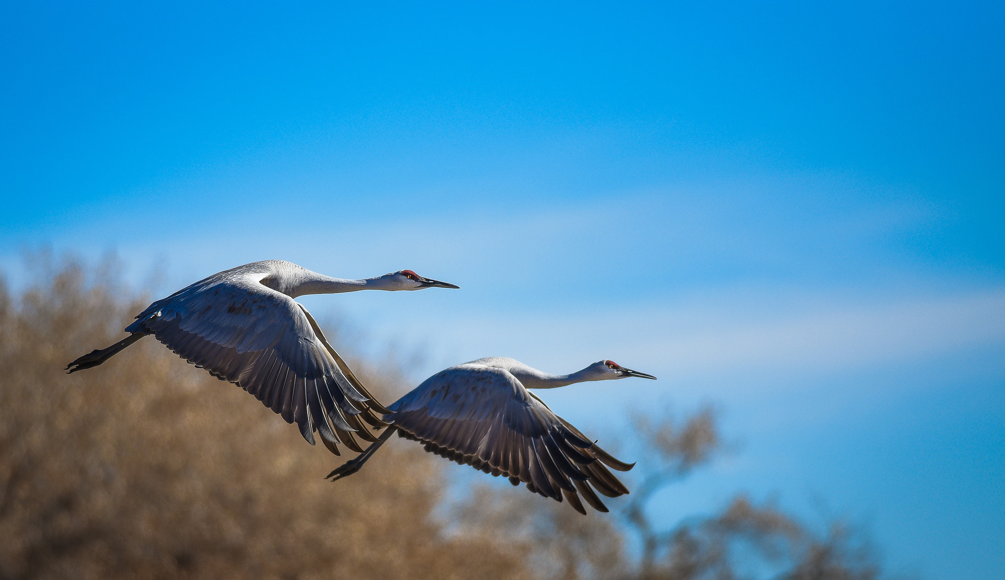 Nikon D750 + Nikon AF-S Nikkor 300mm F4D ED-IF sample photo. Bosque del apache ! photography