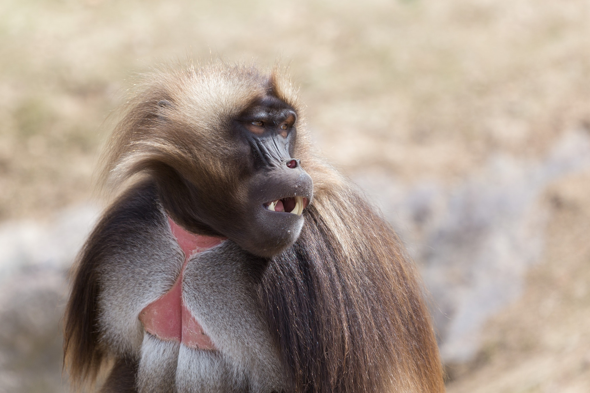 Canon EF 100-400mm F4.5-5.6L IS USM sample photo. Theropithecus gelada photography