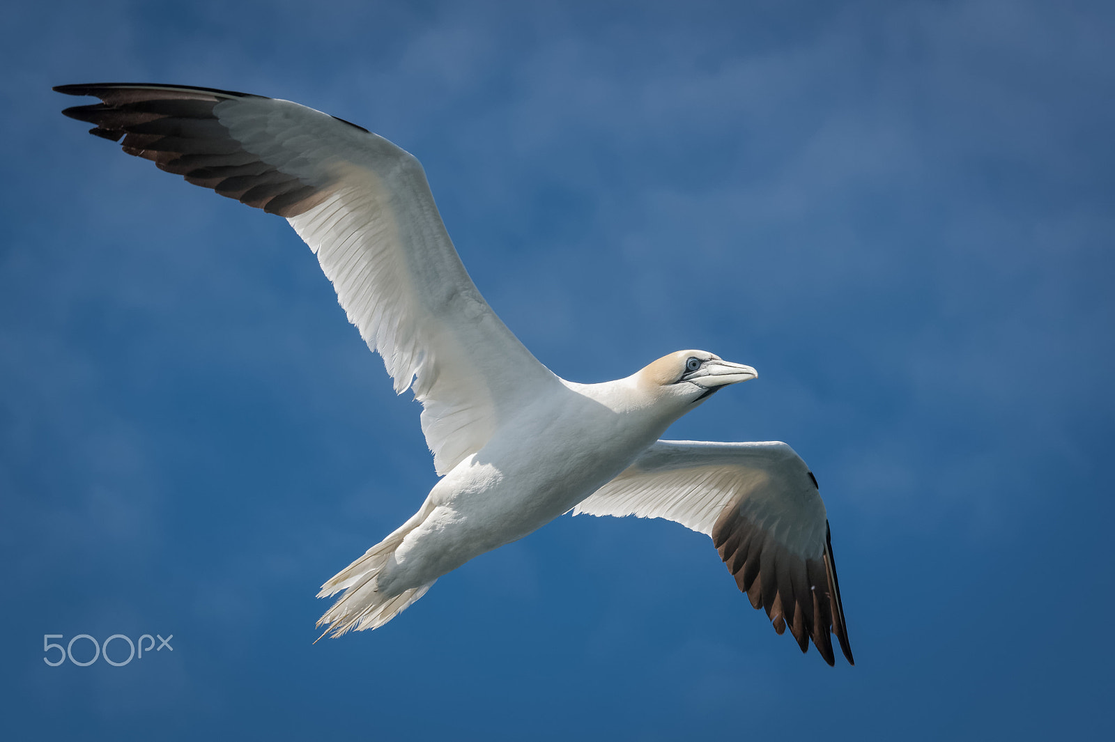 Sigma 120-400mm F4.5-5.6 DG OS HSM sample photo. Northern gannet photography