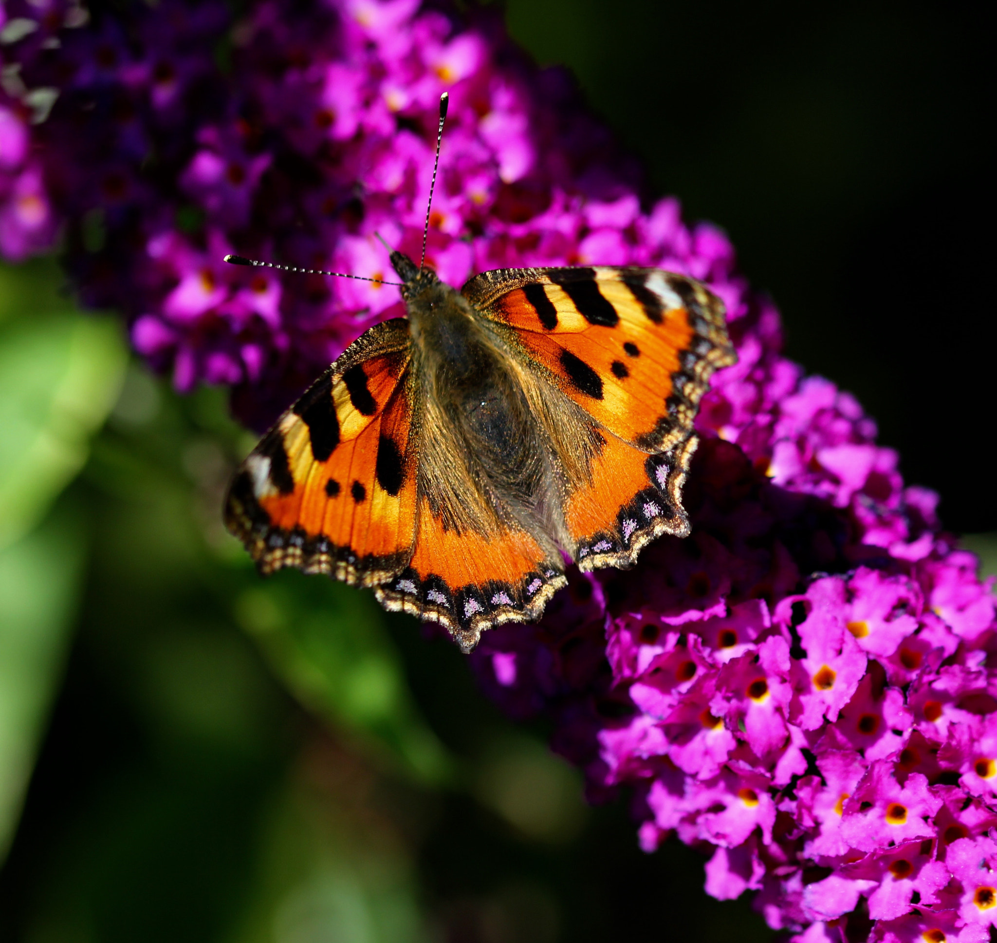 Sigma 105mm F2.8 EX DG OS HSM sample photo. I love butterflies photography