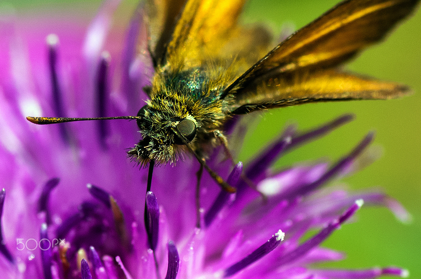 Nikon D2X sample photo. Dsc_7695.jpg butterfly on thistle photography
