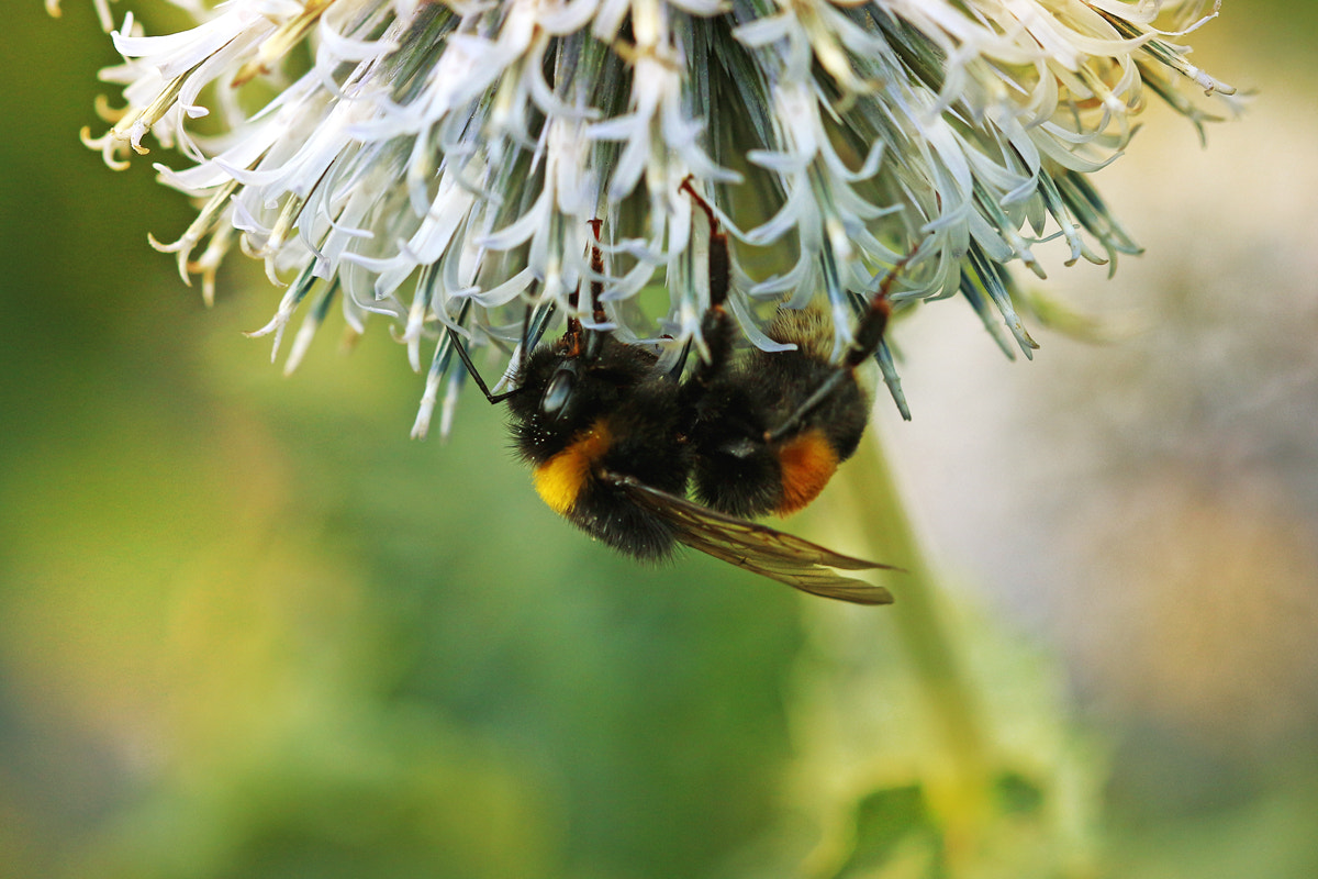 Canon EF 100mm F2.8 Macro USM sample photo. Bumblebee photography
