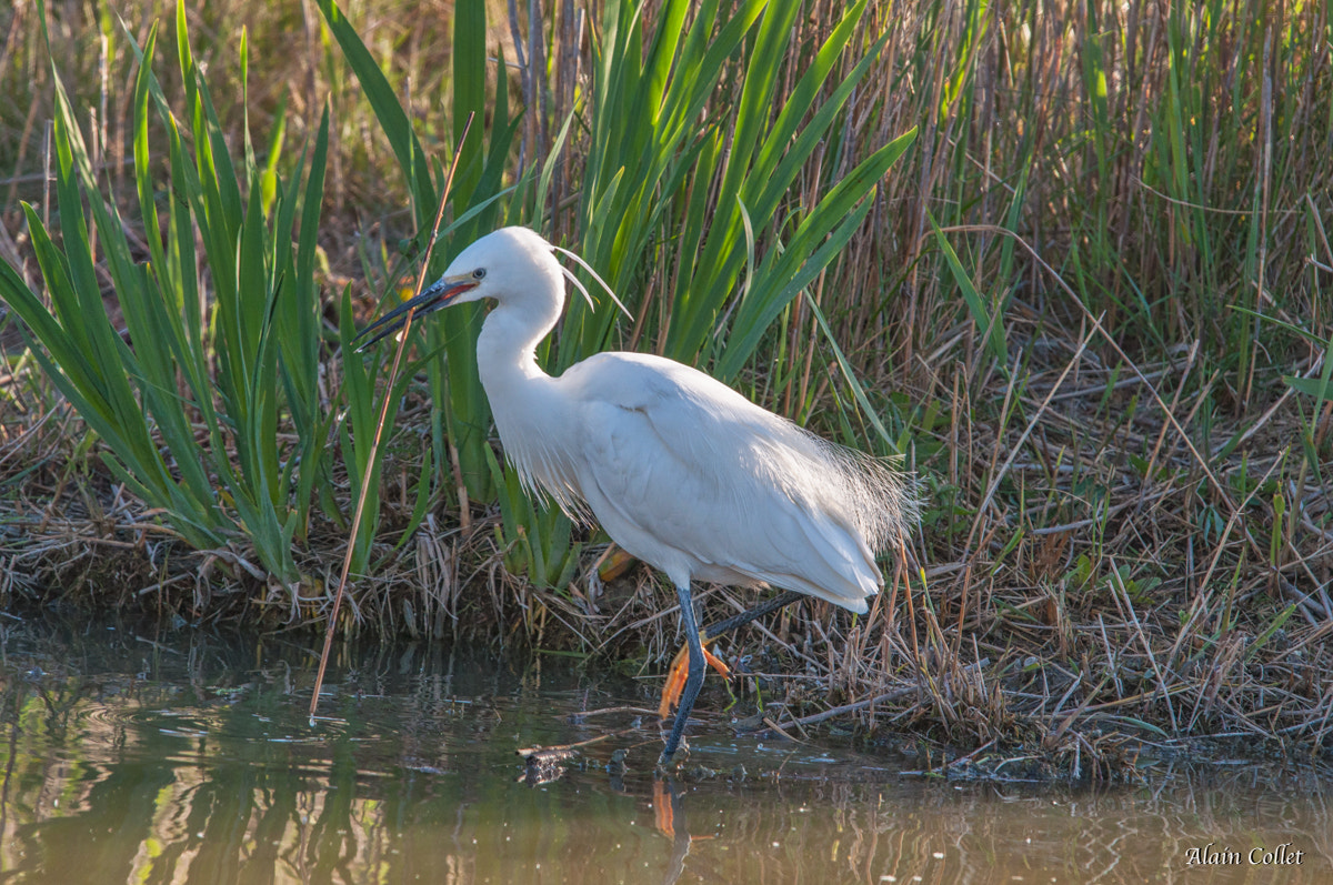 Sigma 120-400mm F4.5-5.6 DG OS HSM sample photo. Aigrette garzette photography