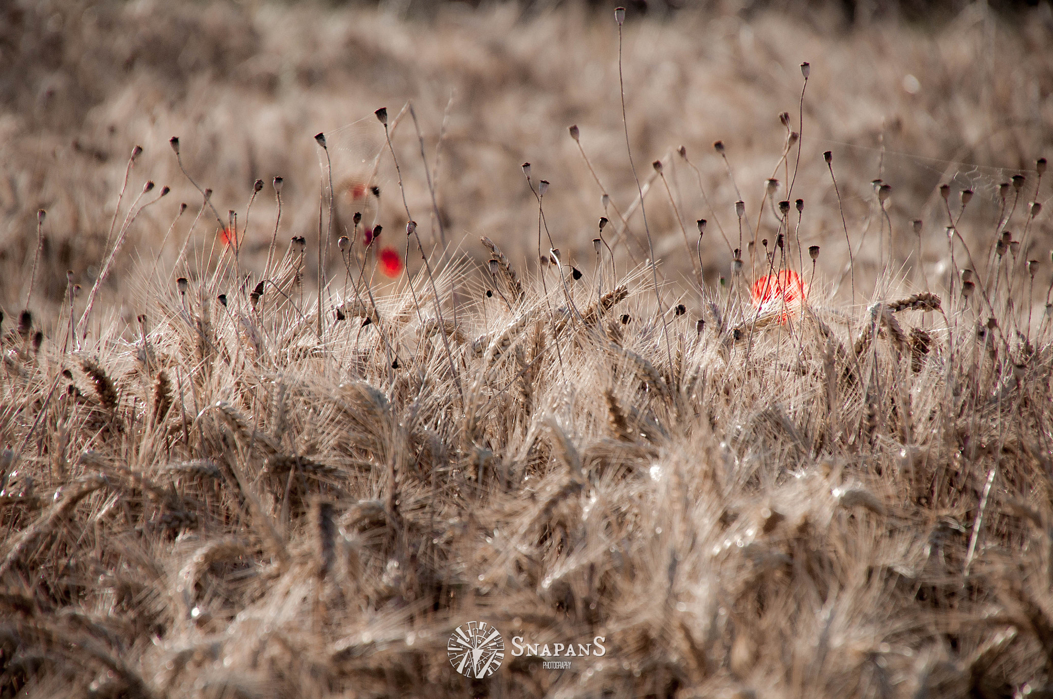 Nikon D5000 sample photo. Puppies in the wheat field photography